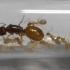 心血来潮的发一下饲养的六窝蚂蚁 顺便喂个食