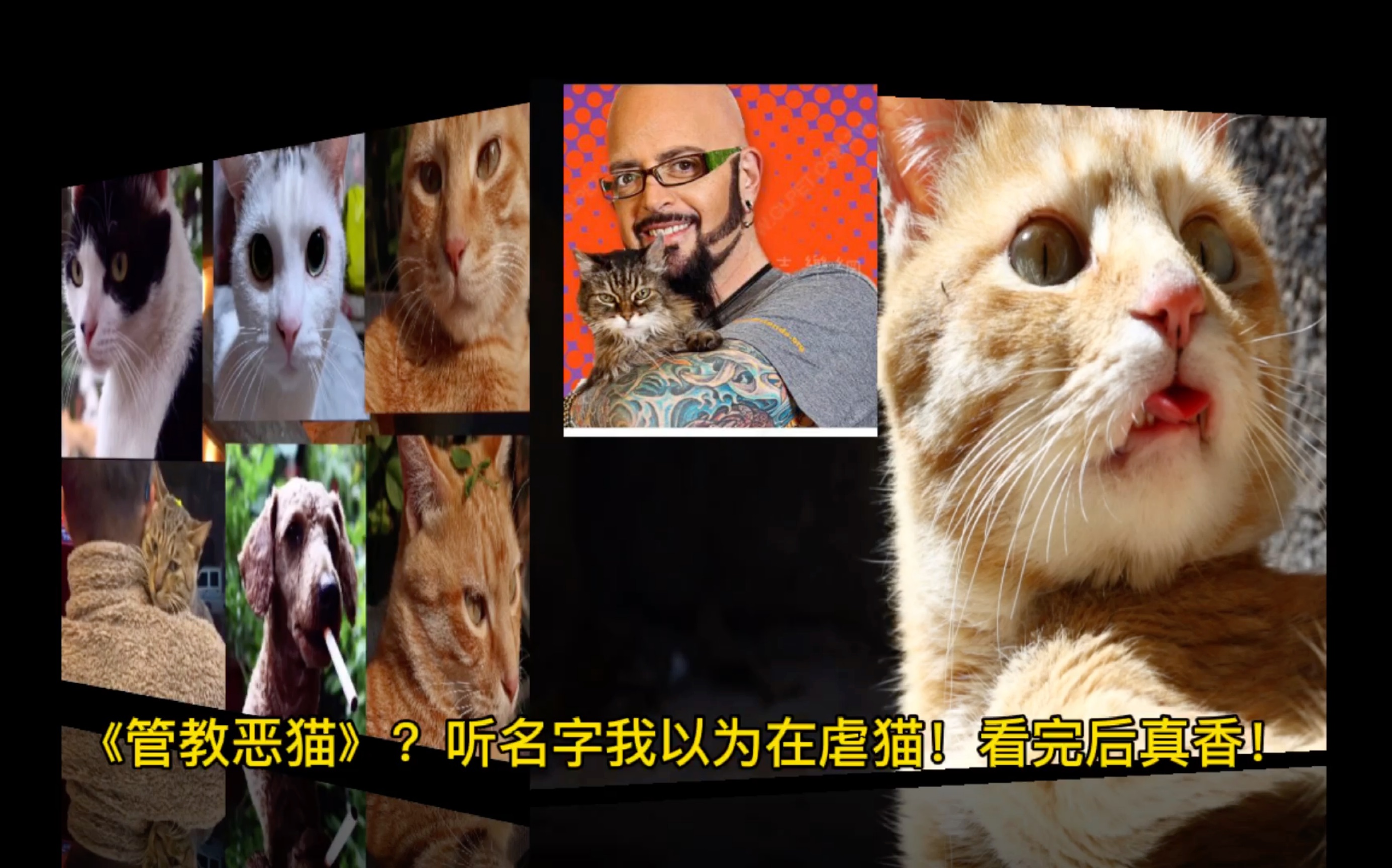 《管教恶猫》听名好像在虐猫!看完后真香!哔哩哔哩bilibili