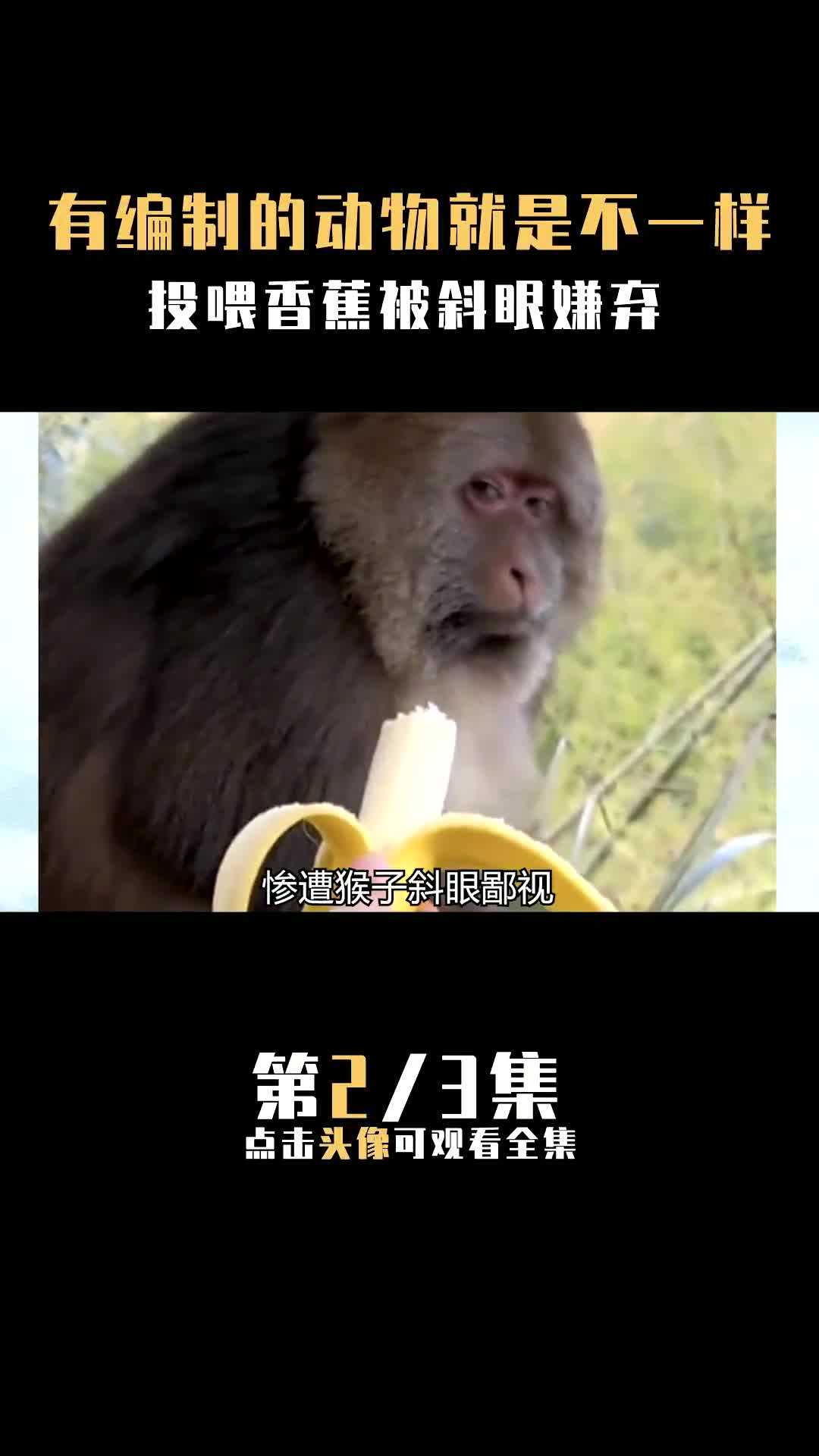有编制的动物就是不一样