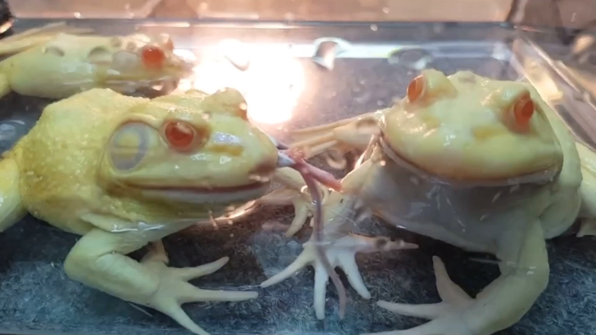 搬运香港爬道白化美洲牛蛙喂食老鼠2019年7月18日