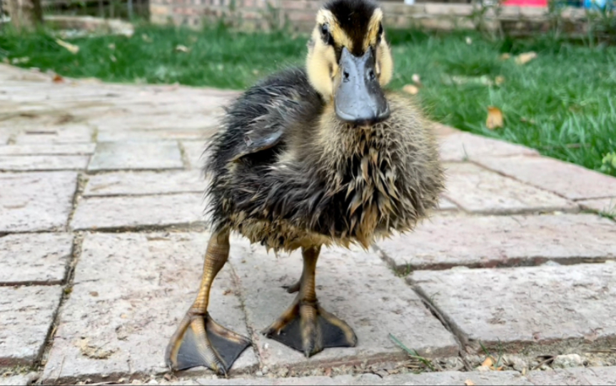 小鸭子湿身后略显潦草,丑萌丑萌的