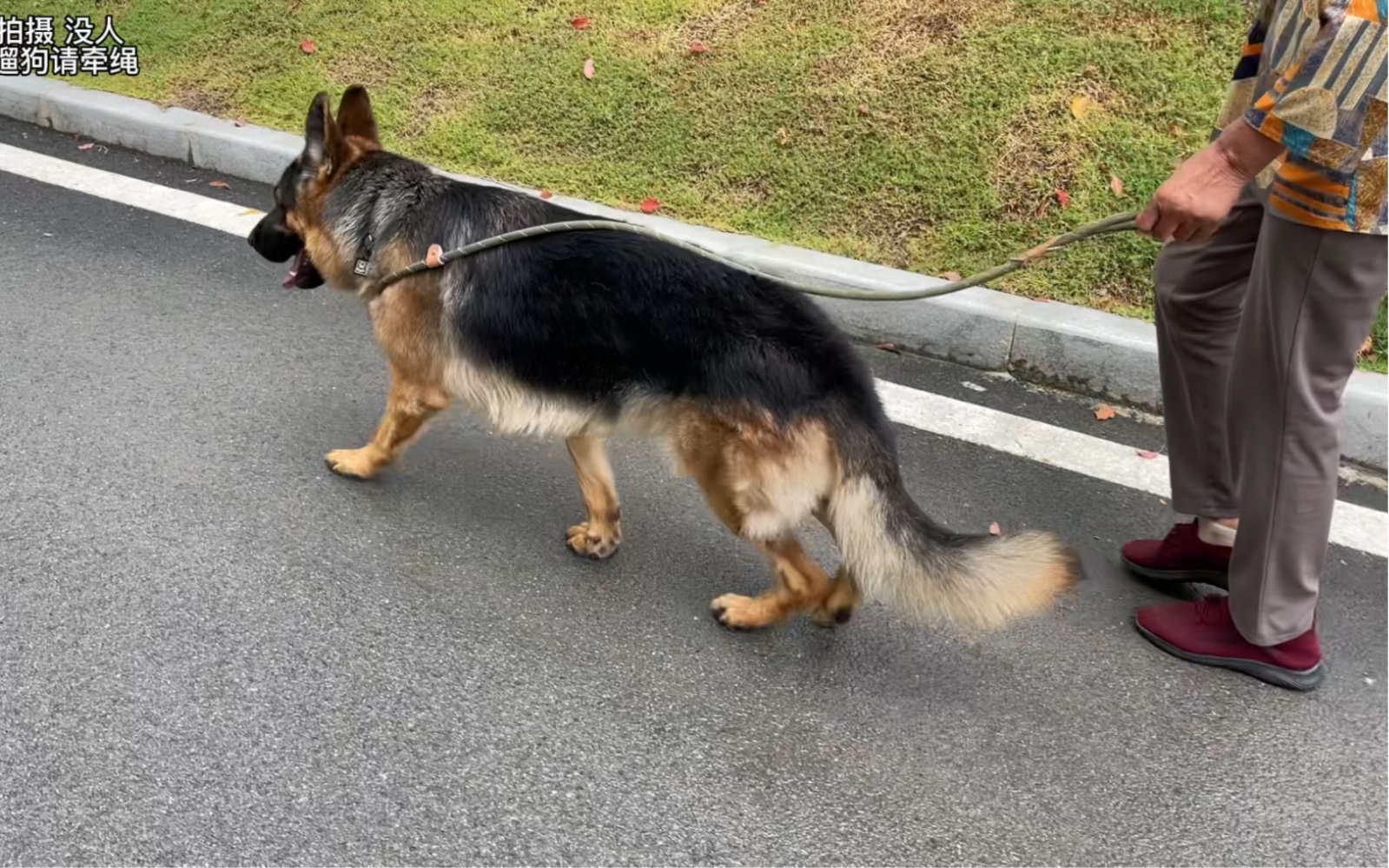 [图]德国牧羊犬再厉害也怕家里的“母老虎”，看来它也明白家里的家庭地位