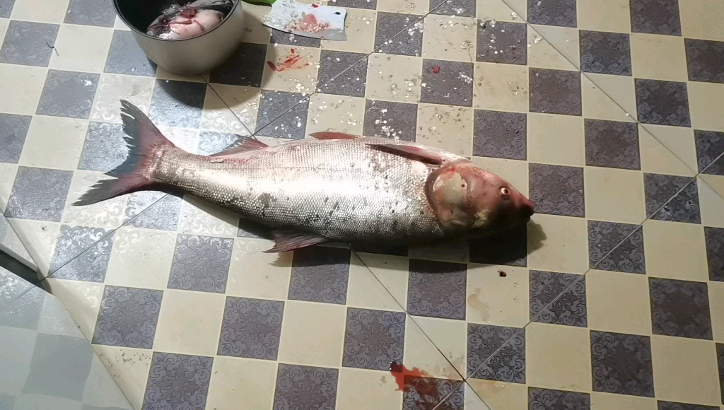 好大的鱼 我感觉拍不出它的大小 真的很大