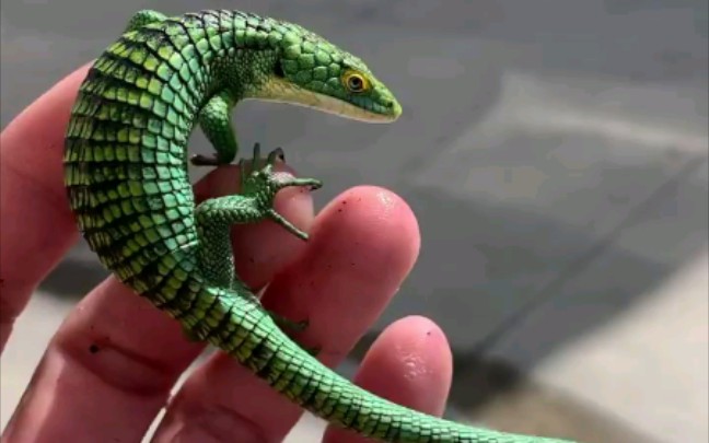 【绿树鳄蜥】真实的有种虚假的感觉