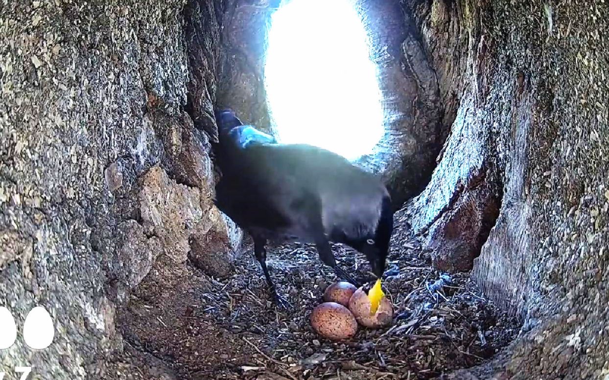 红隼乌鸦偷吃鹰蛋差点被鹰活捉了