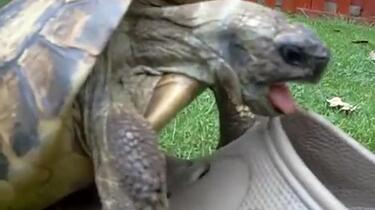 乌龟对鞋子发情了Tortoise having sex with a shoe, squeaking._哔哩哔 ...