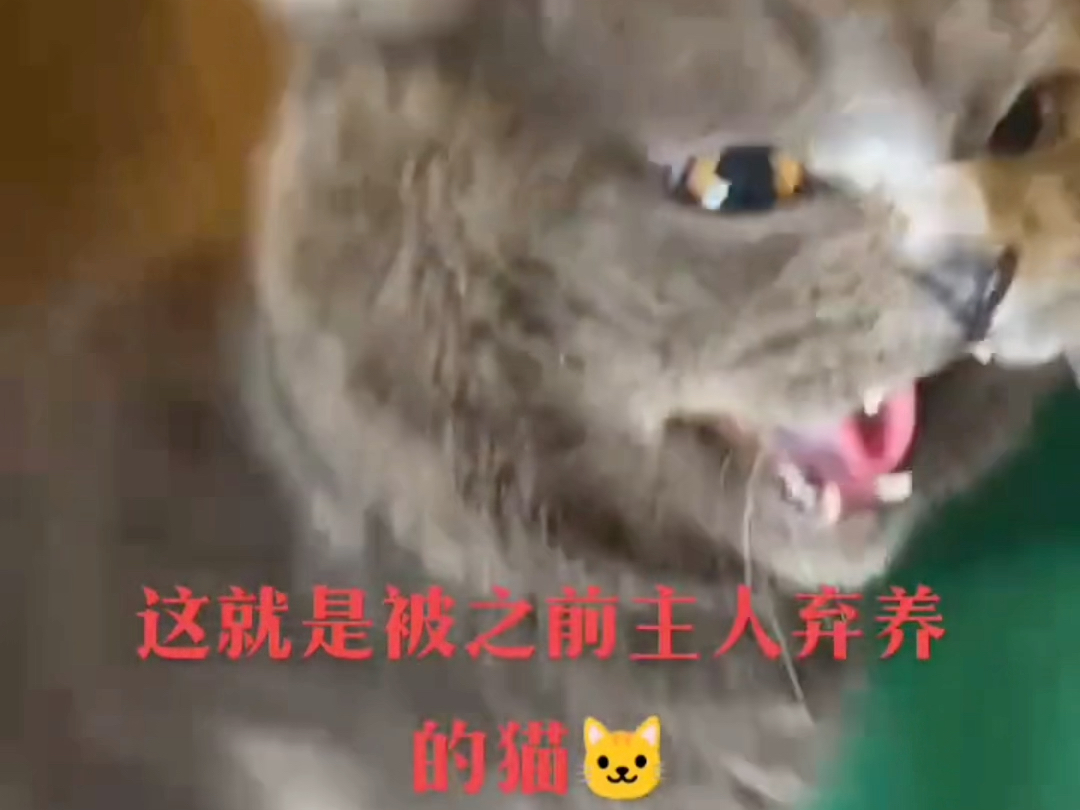 带你认识网络热门键帽之蓝猫皮皮哔哩哔哩bilibili