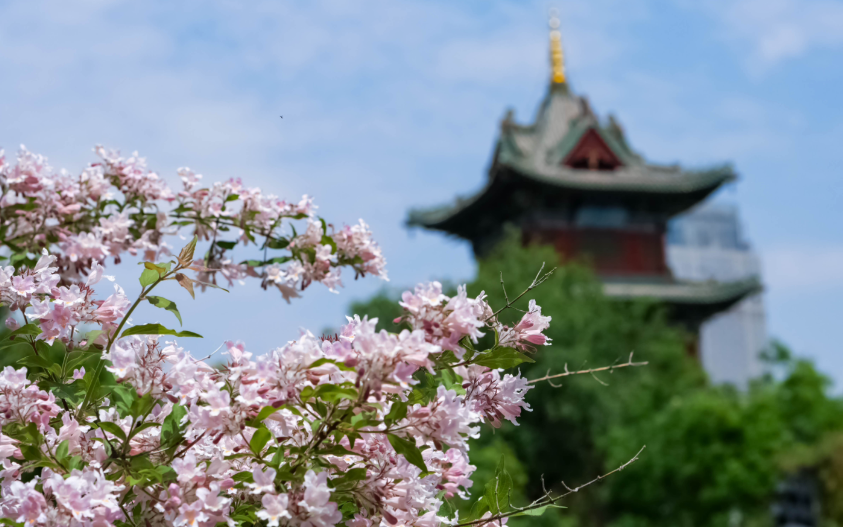 【山西行】初次认识的猬实花