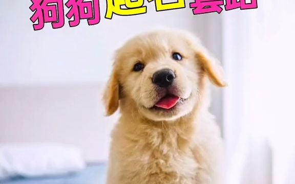 萌宠出道计划如何给狗狗起名哔哩哔哩bilibili