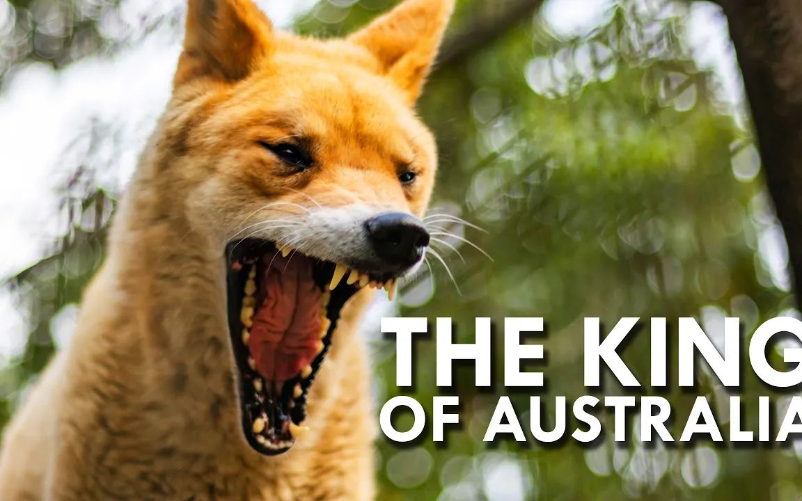 dingo——澳大利亚之王