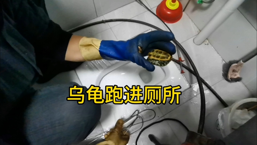 泸州刘师傅疏通下水道,记录厕所掏出乌龟的全过程哔哩哔哩bilibili