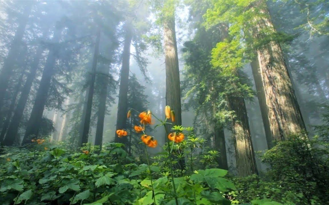 [图]蒹葭苍苍，白露为霜。所谓伊人，在水一方🎵好听治愈的轻音乐，舒缓神经系统-治疗心脏和血脉的音乐🌺🌷🌻🌺🌹🌷🌻🌺🌷