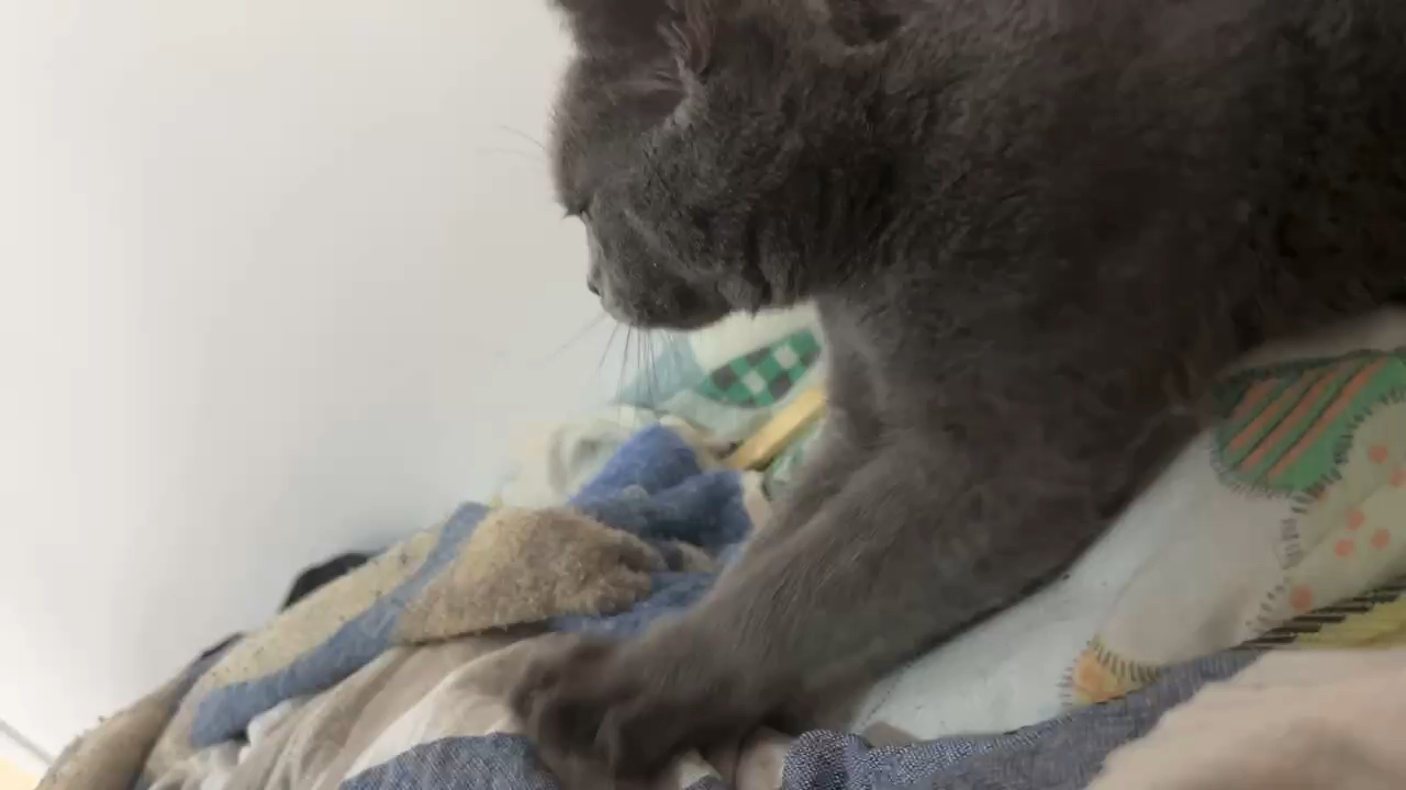 蓝猫在床上玩耍 | 家有小可爱