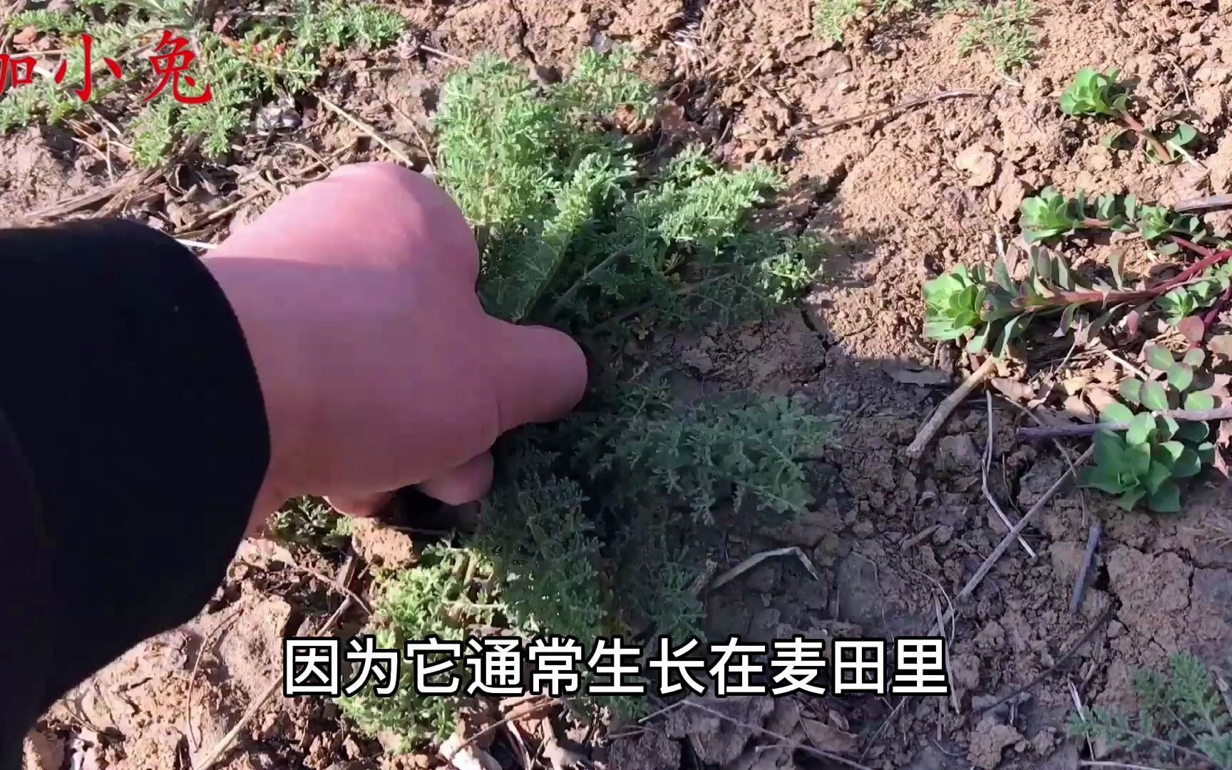 你认识麦蒿吗?原来它的价值这么高,好多人不知道,挖几棵回家煮水哔哩哔哩bilibili