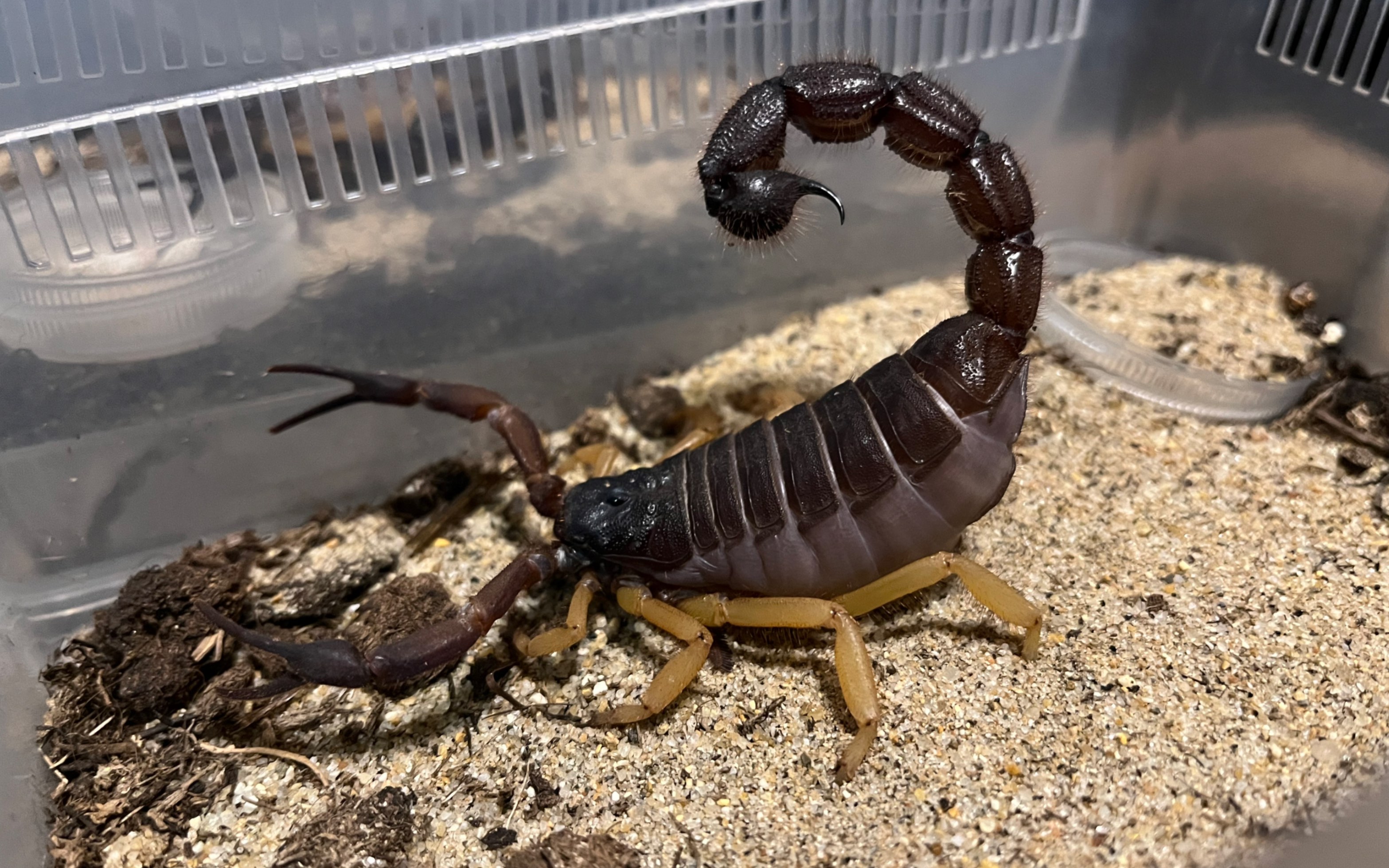 多绒副杀牛蝎 b科王