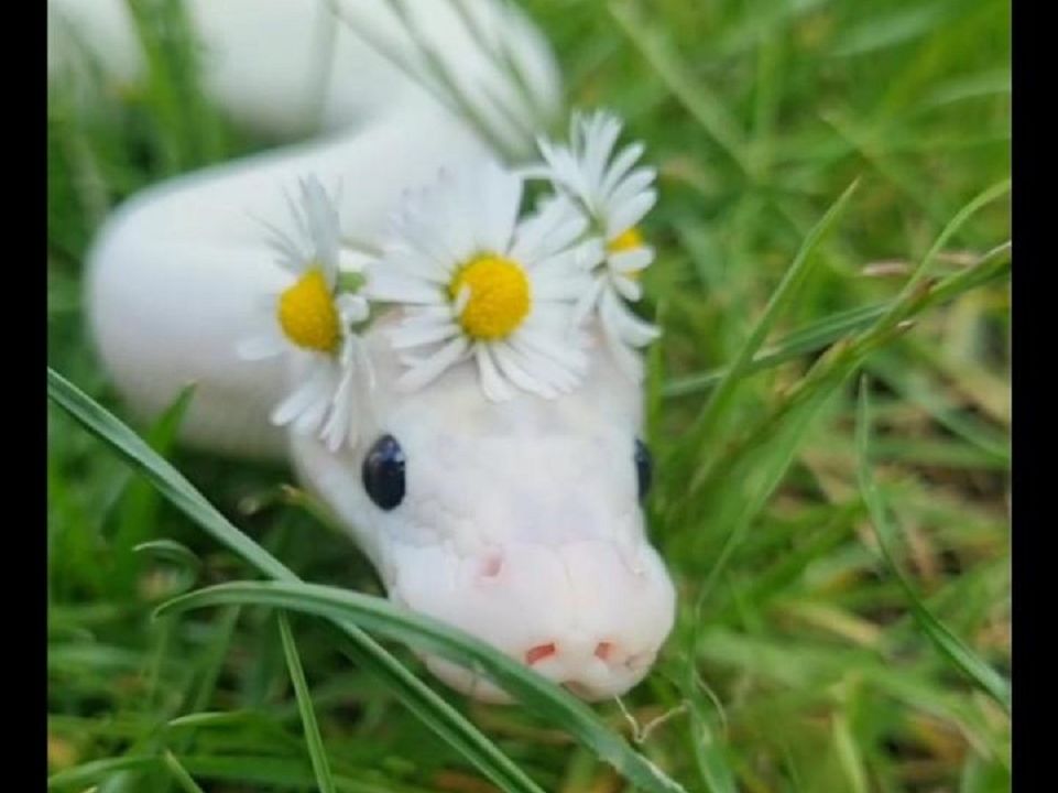 动物世界的千奇百怪——露西球蟒(Leucistic Ball Python),温顺纯白的小可爱哔哩哔哩bilibili