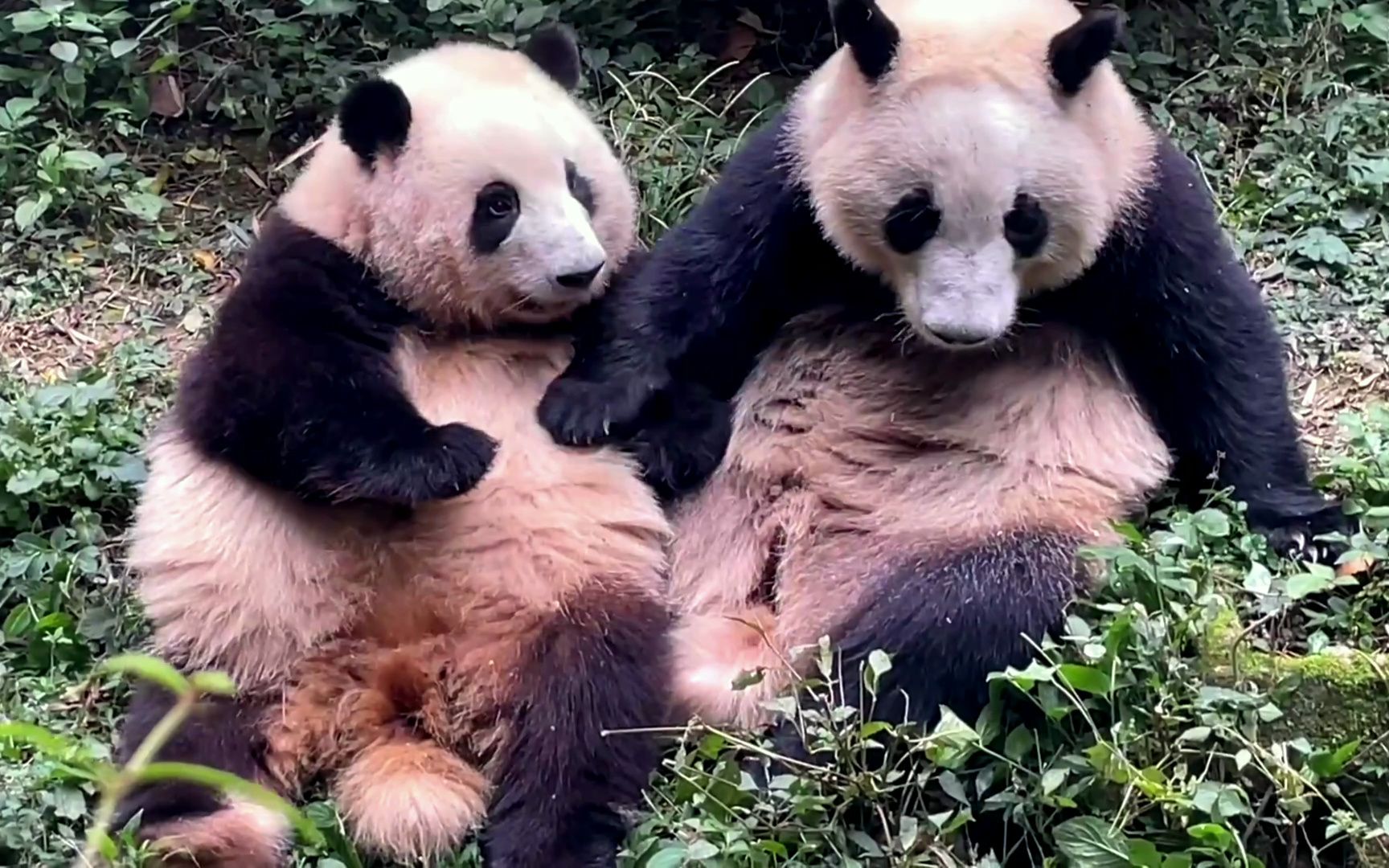 相亲相爱的姐弟俩