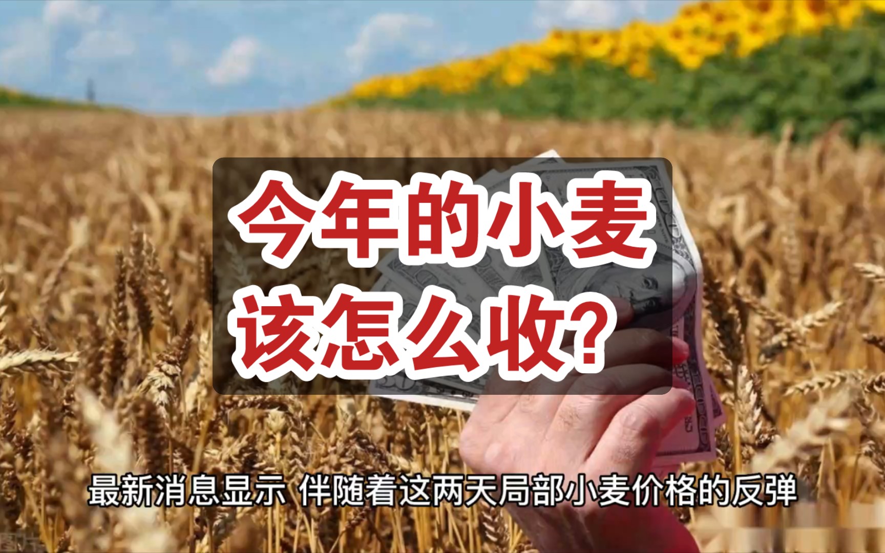 新粮价格低开陈粮拍卖大范围溢价 今年的小麦该怎么收?哔哩哔哩bilibili