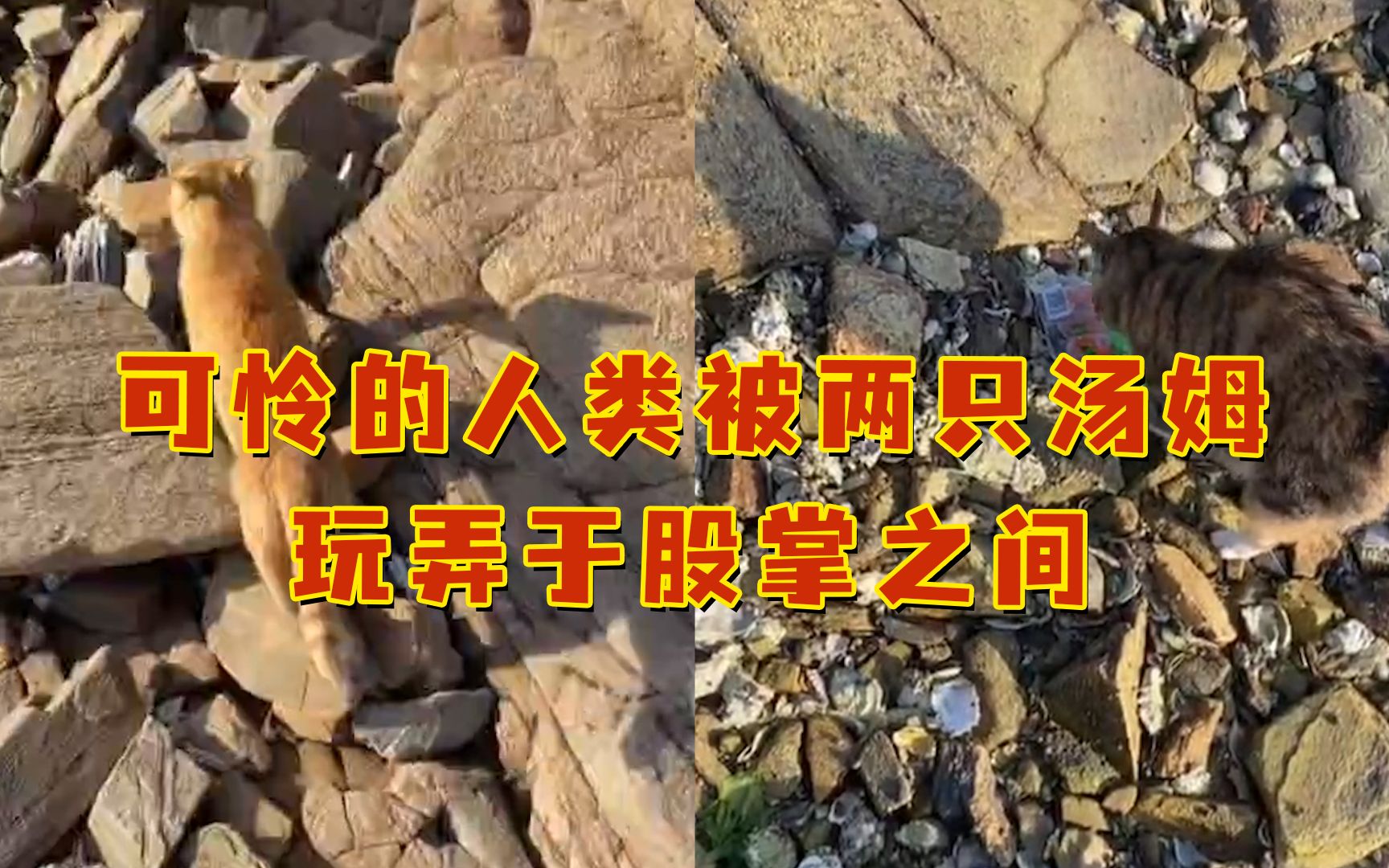 可怜的人类，被两只汤姆玩弄于股掌之间！网友：都气成Monkey孙了-想飞翔的狗子-想飞翔的狗子-哔哩哔哩视频