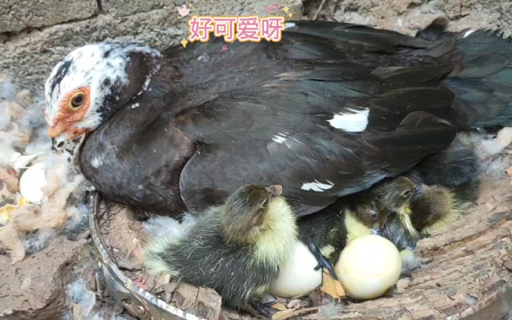 番鸭妈妈历经20多天孵化,终于孵化出来小鸭
