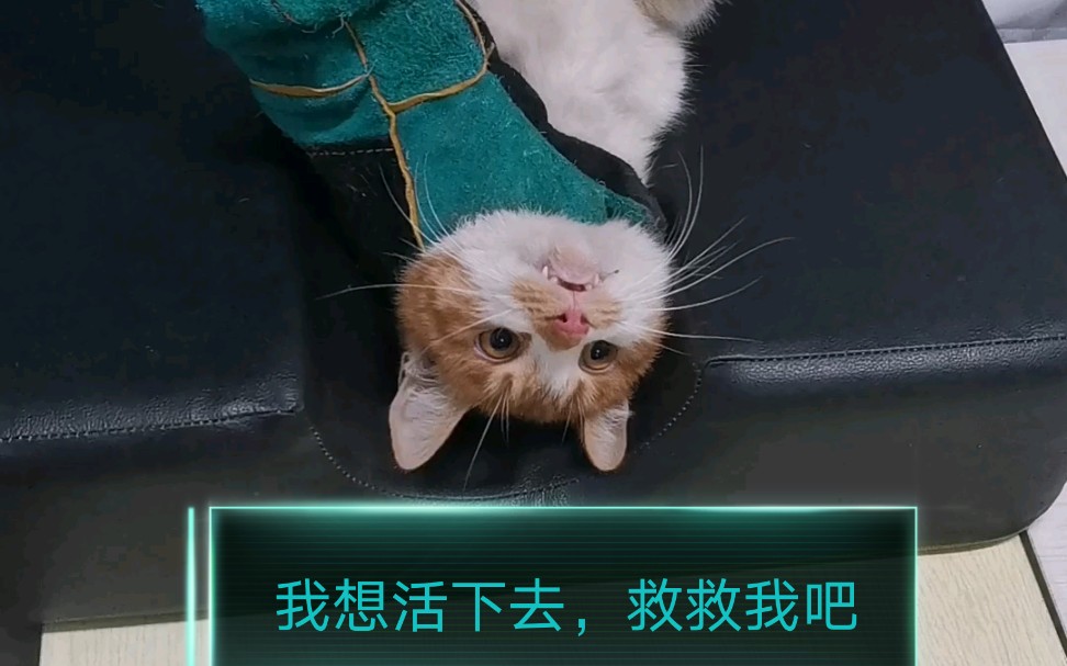 我得了猫传腹我想活下去来自一只流浪猫的心声
