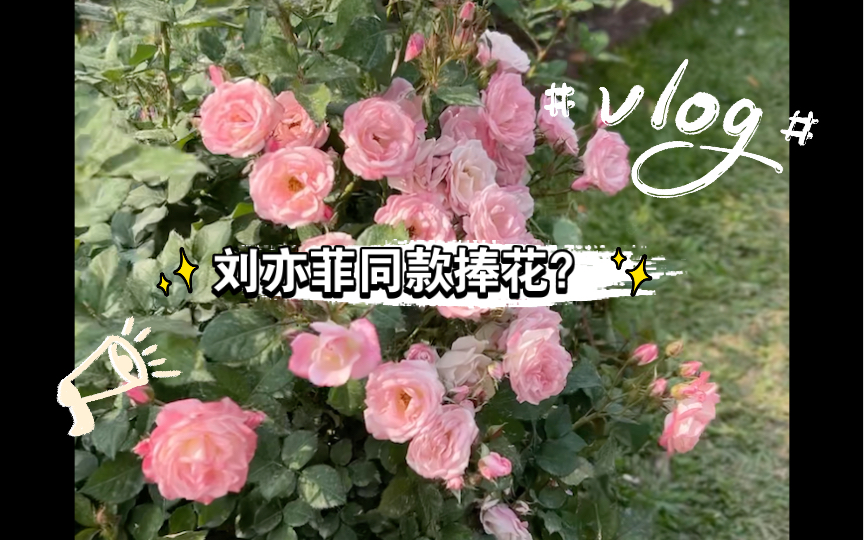 [图]刘亦菲同款捧花？