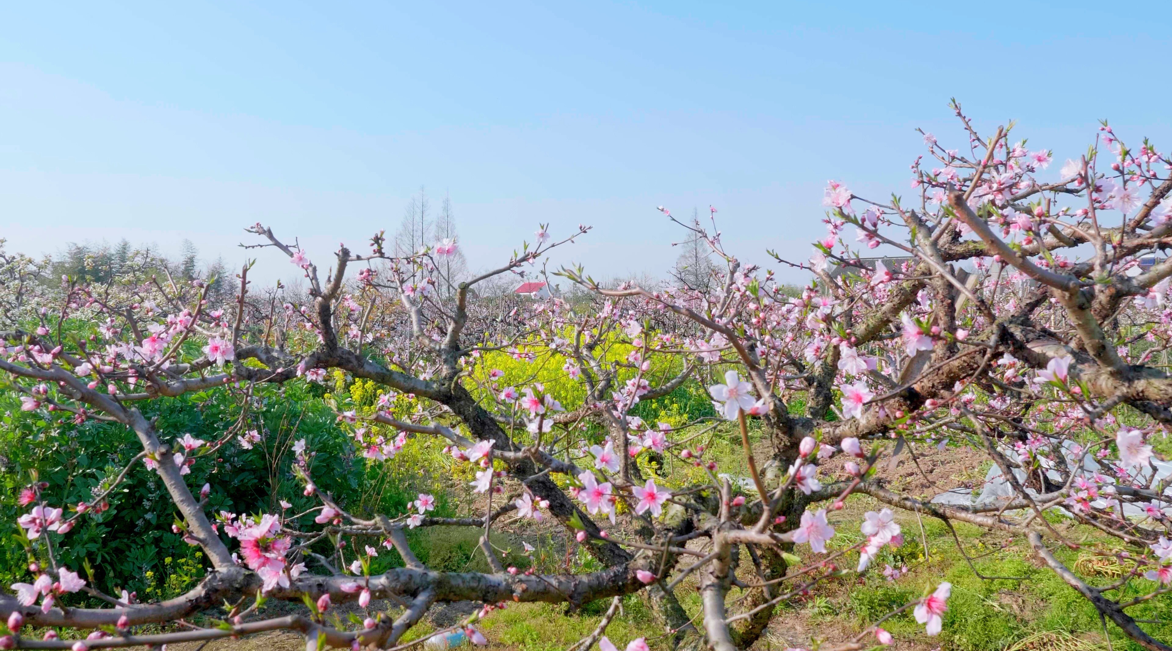 [图]行走在大上海，2019上海桃花节，大团王厅桃园里的桃花正艳