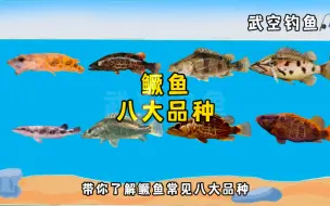 Tải video: 鳜鱼品种大全