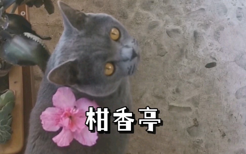 [图]【猫猪】柑香亭