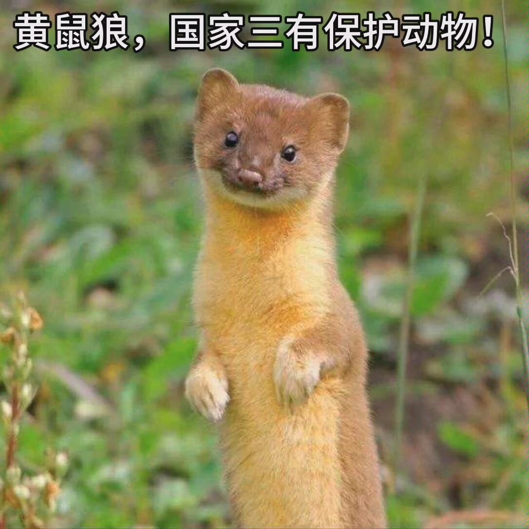 黄鼠狼,国家三有保护动物