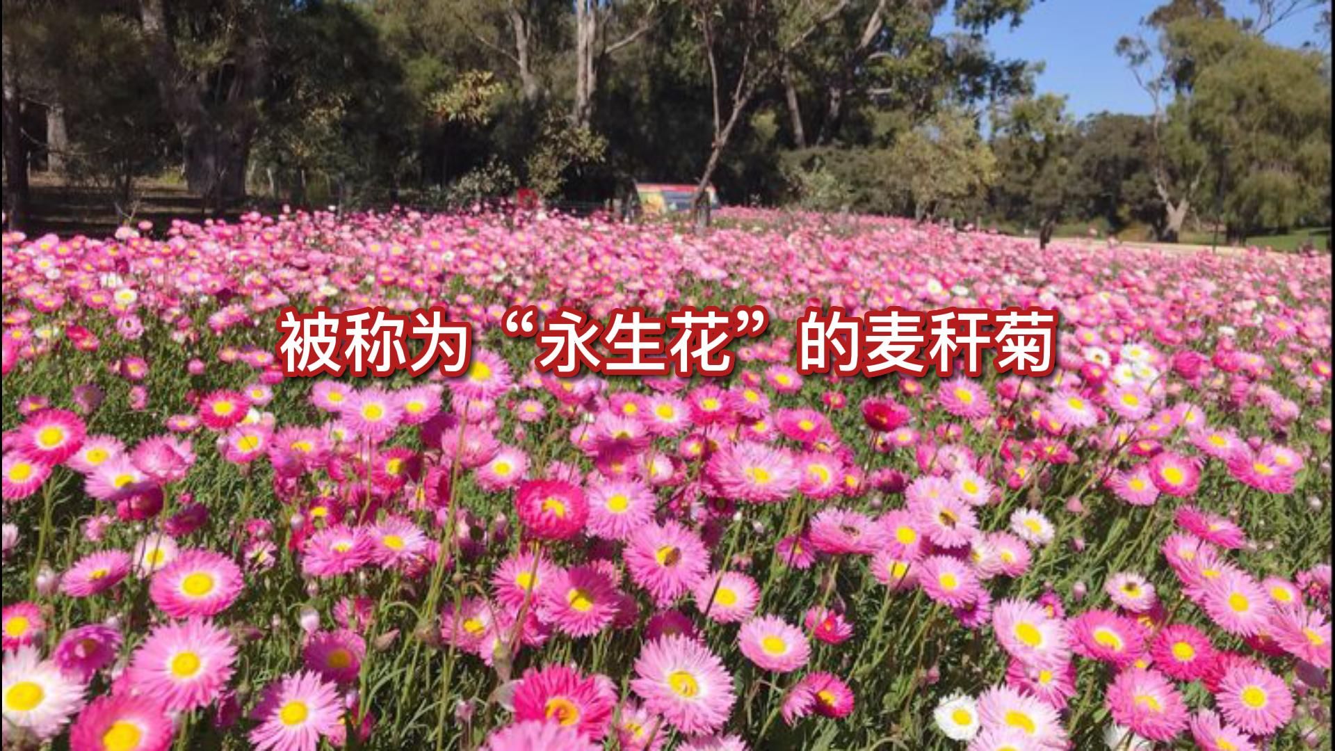 被称为“永生花”的麦秆菊哔哩哔哩bilibili