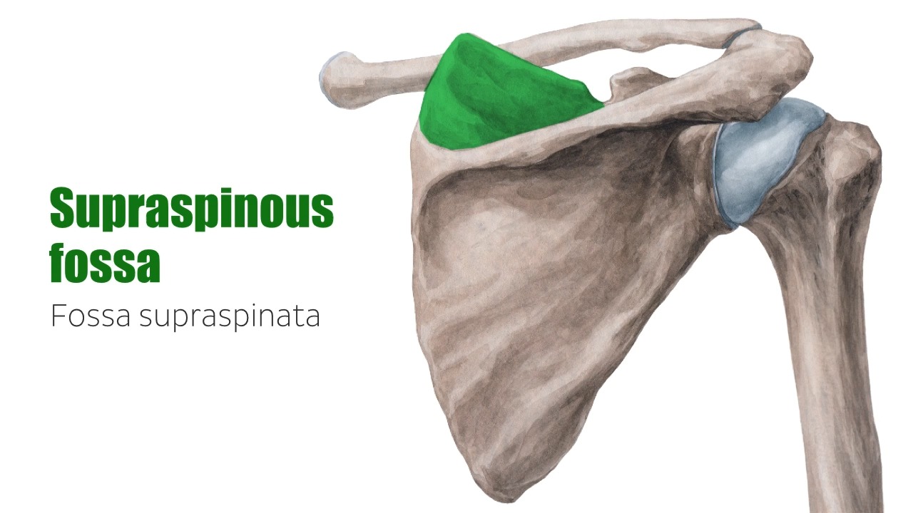 3scapula kenhub