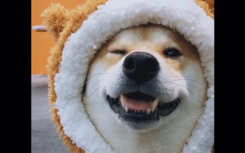 小动物们的wink合集,你心动了吗?