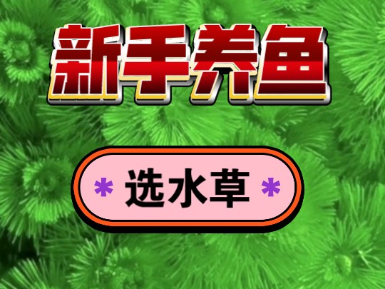 从0开始学养鱼【第九节】新手水草应该怎么选?大家有入过坑的假水草或者不好养的草可能发出来避避坑◇哔哩哔哩bilibili