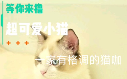 一家火爆达州的猫咖哔哩哔哩bilibili