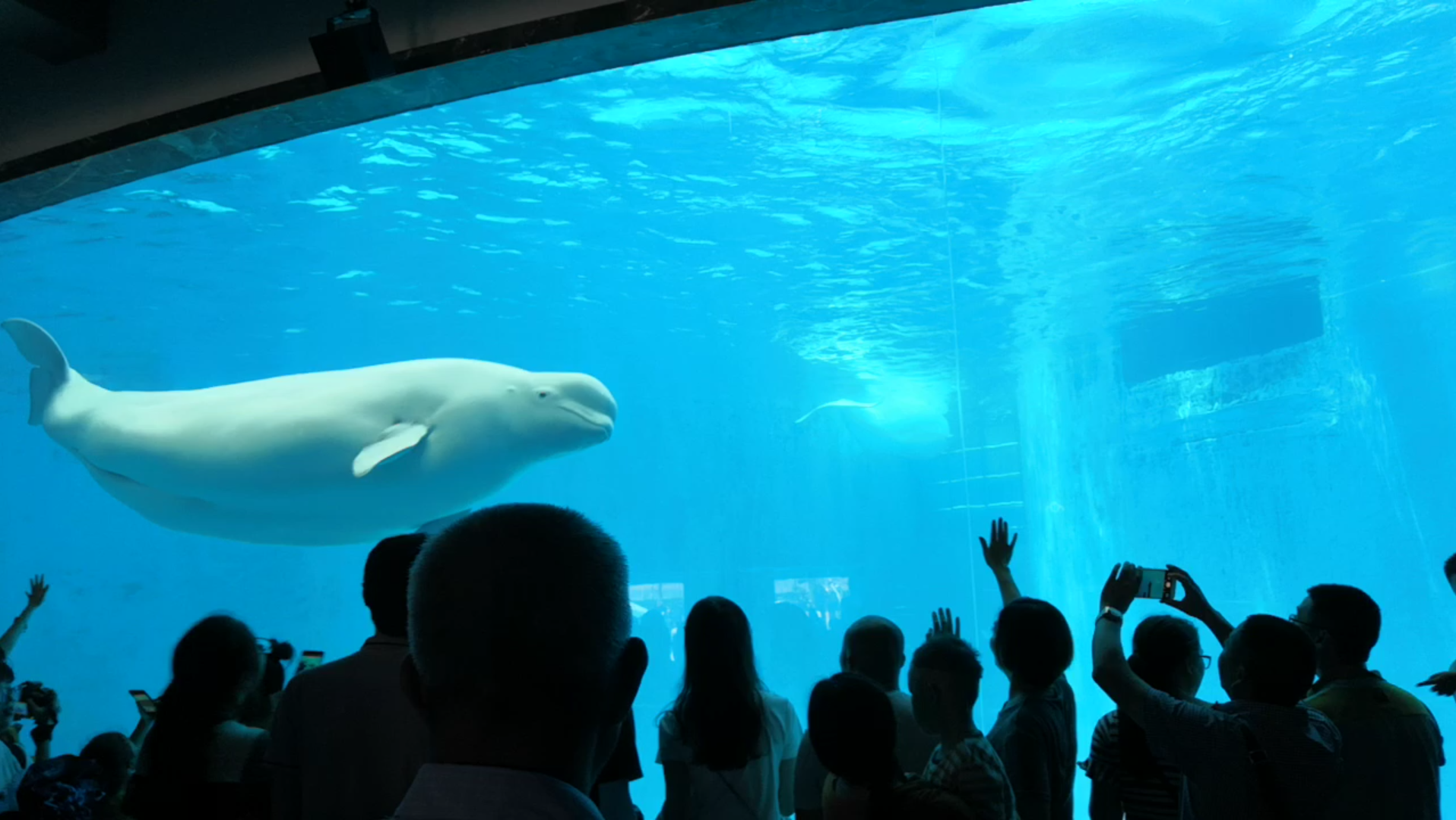 i水族馆的成都海昌海洋馆游记(下)—微笑天使白鲸哔哩哔哩bilibili