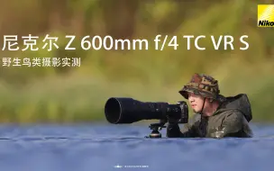 Download Video: 尼康 Z 600mm f4 TC VR S 野生鸟类摄影实测