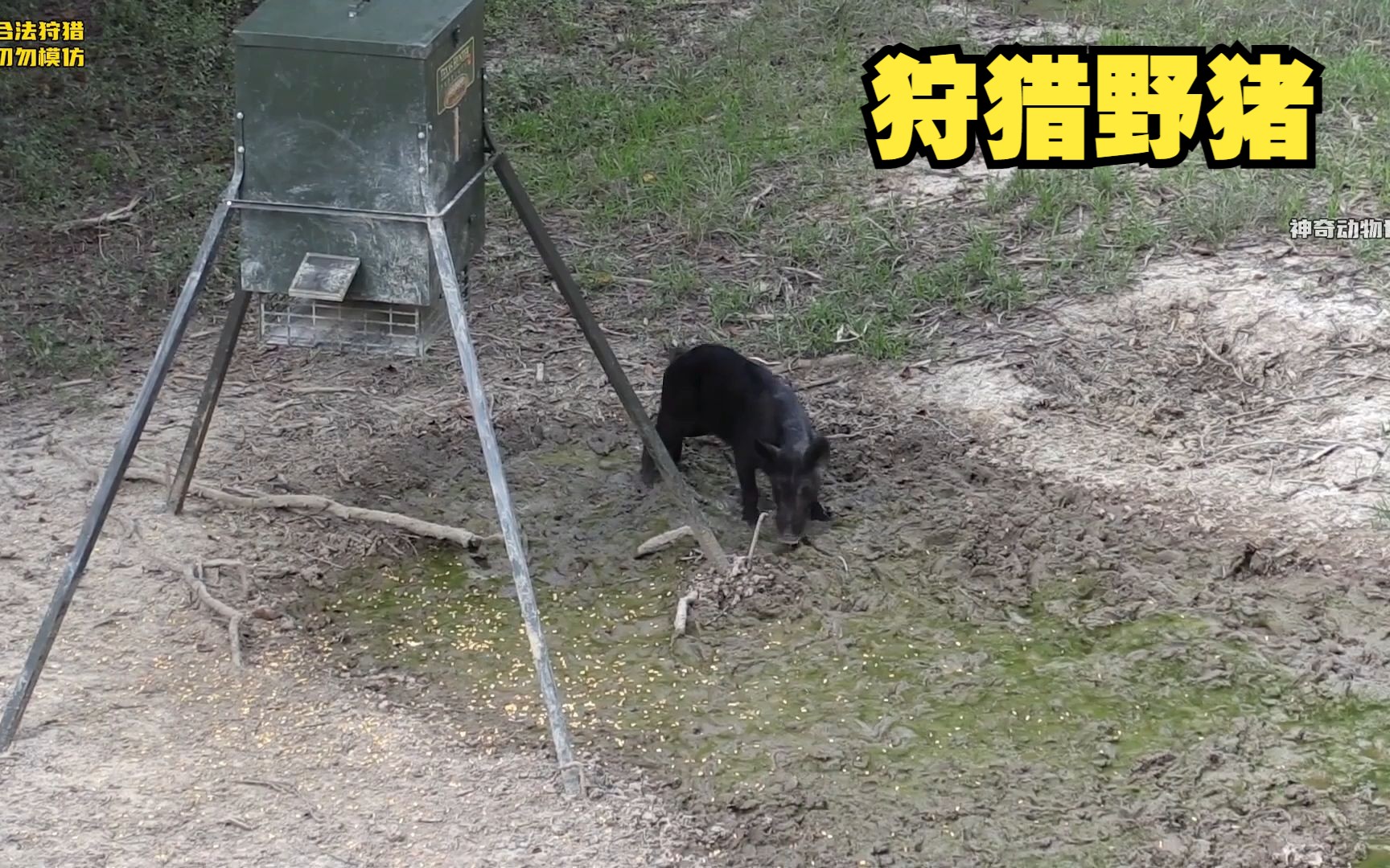 丧彪用复合弓狩猎野猪,野猪被一箭穿透身体