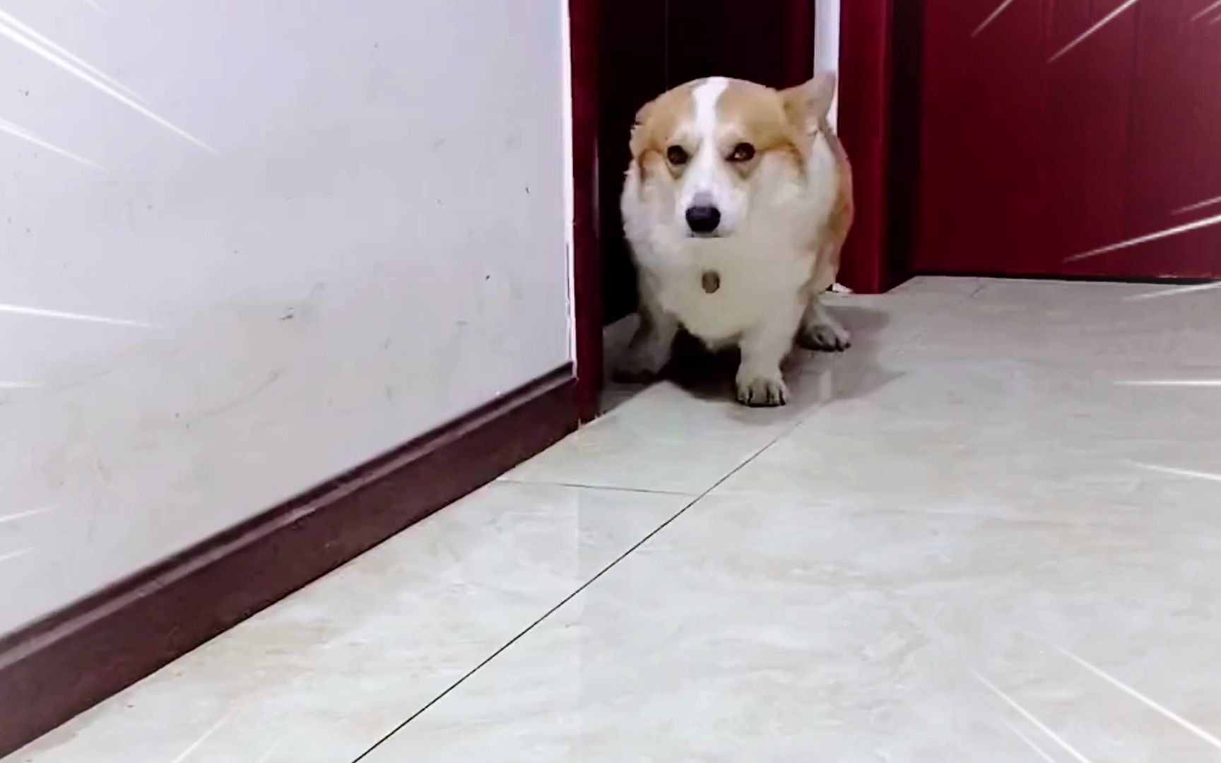 狗子犯错的统一走路姿势!狗子:只要我慢慢走,你就不会打我!