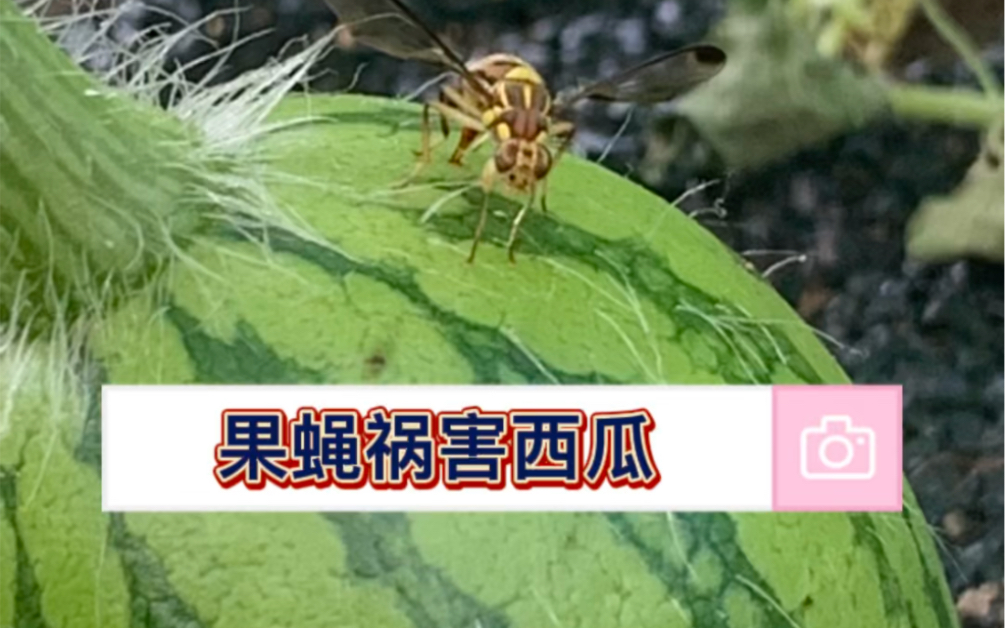 瓜实蝇 〔Bactrocera cucurbitae(Coquillett)]霍霍了我的西瓜哔哩哔哩bilibili