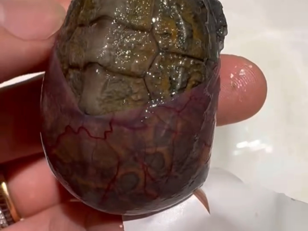 一个稀有的油彩木纹龟出壳镜头