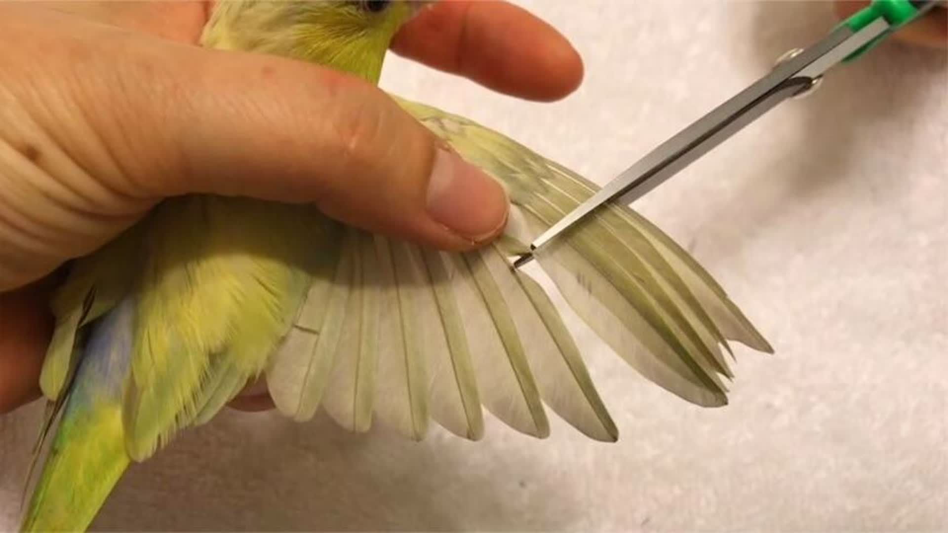 小鹦鹉刚学会飞就被剪翅膀,看似残忍,其实是对它最好的保护