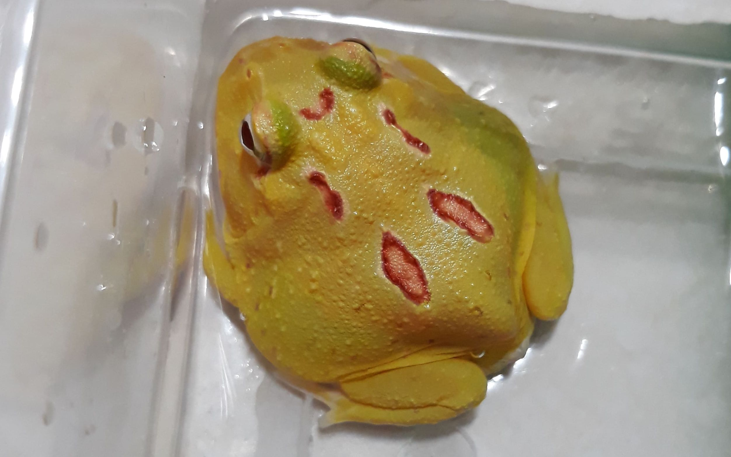 【角蛙纪录】年轻皮卡丘角蛙吃鱼(喂食饲料鱼)_哔哩哔哩_bilibili