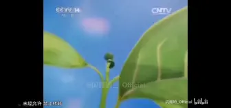 Tải video: 少儿频道