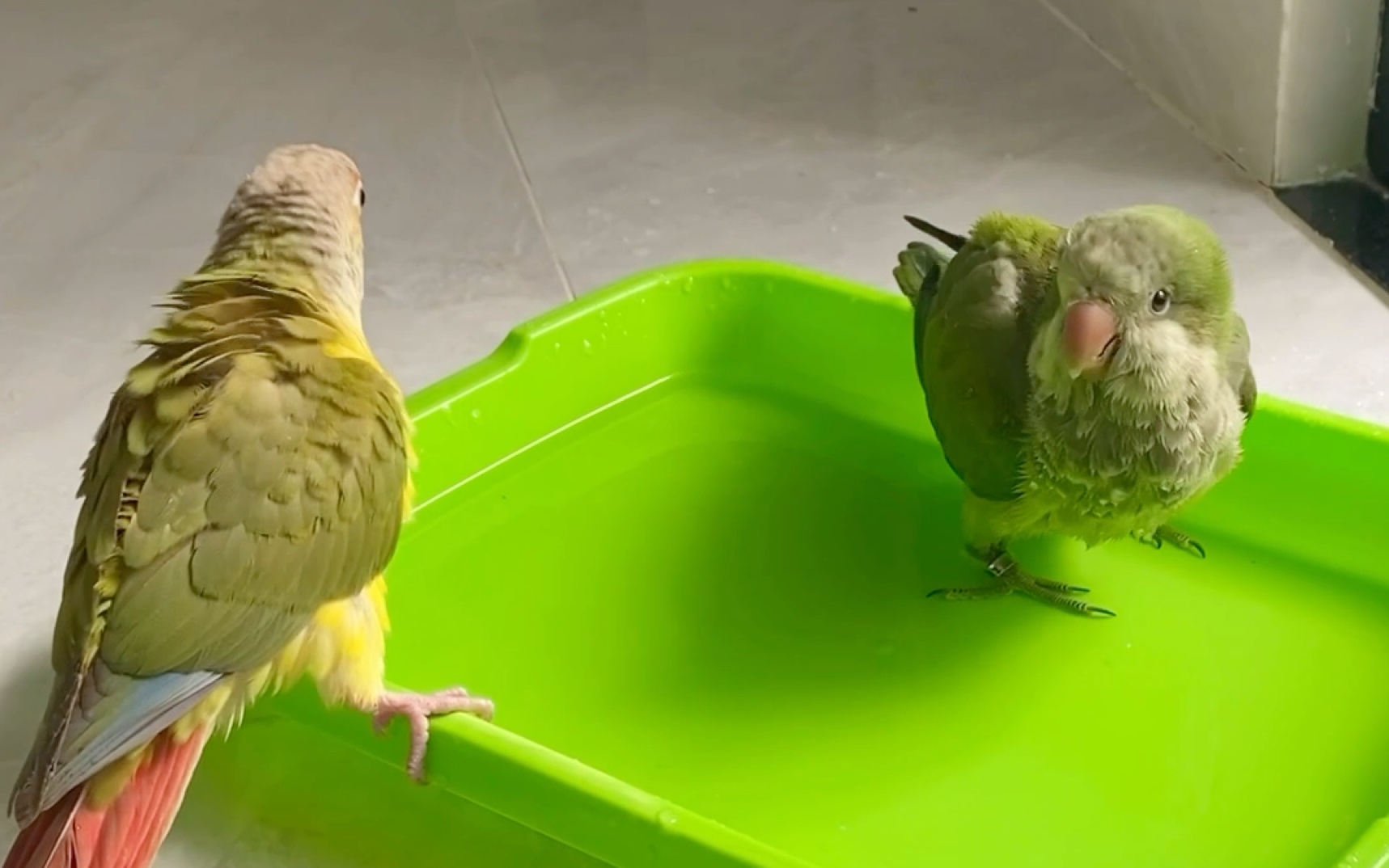 鹦鹉超可爱洗澡片段