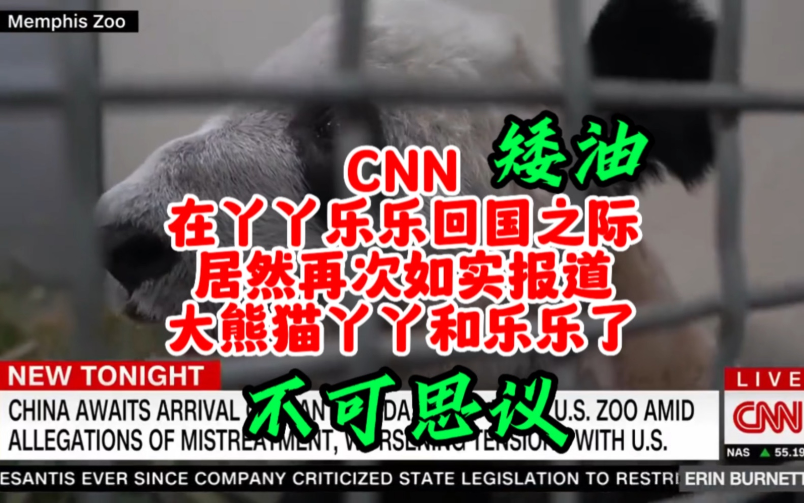 CNN在丫丫乐乐回国之际,居然再次如实报道大熊猫丫丫和乐乐了哔哩哔哩bilibili