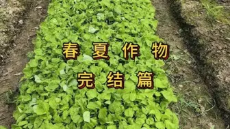 Скачать видео: 菜地从春天到夏天作物收获完结篇