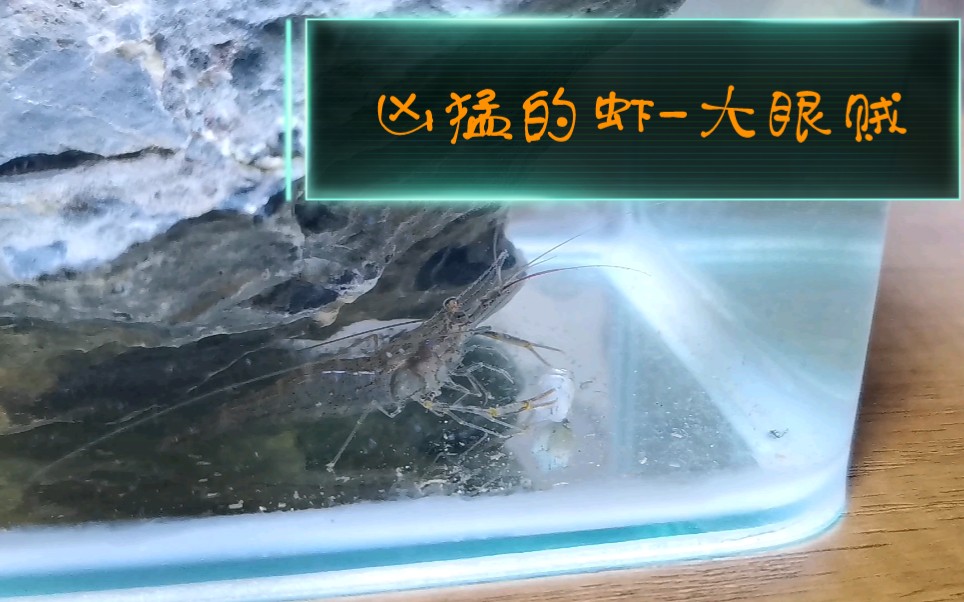 没想到虾居然吃鱼教你区分大眼贼与黑壳虾