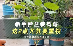 Télécharger la video: 新手种盆栽树莓，这2点尤其要重视