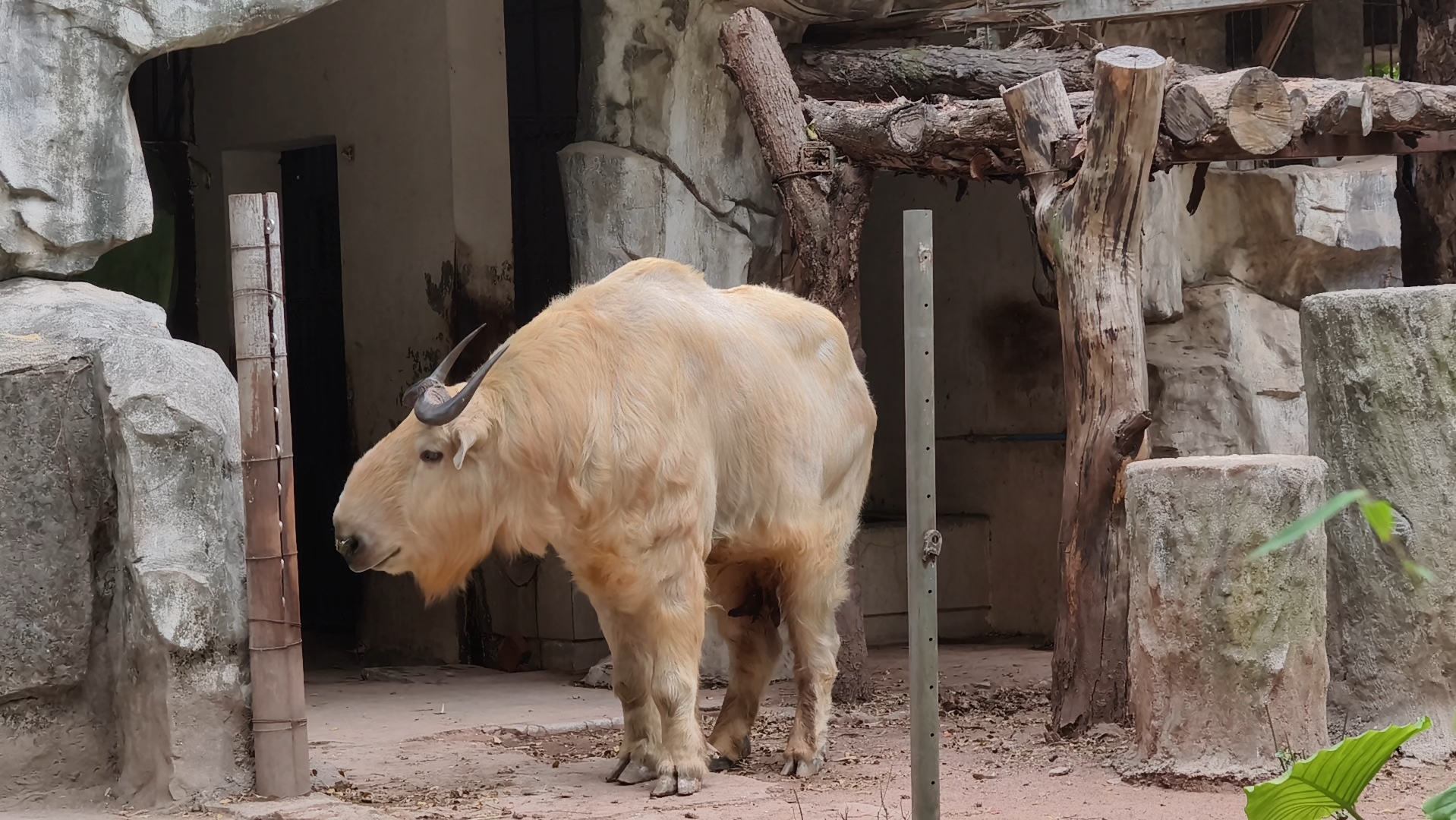 国家一级保护动物羚牛,第一次看到这只白净的还会